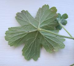 Ciconium