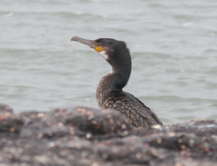 Phalacrocorax carbo carbo