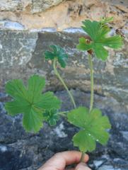 Ciconium