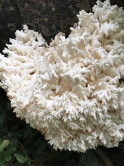 Hericium coralloides