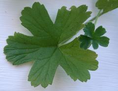 Ciconium
