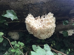 Hericium coralloides