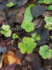 Oxalis montana image