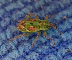 Coniatus tamarisci