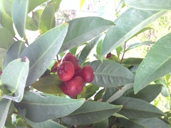 Syzygium samarangense