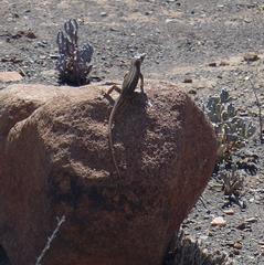 Pedioplanis laticeps