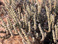 Mesembryanthemum tomentosum