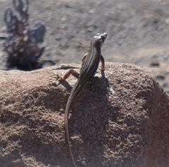 Pedioplanis laticeps