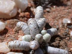 Anacampseros albissima