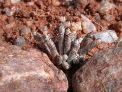 Anacampseros albissima