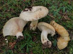 Lactarius citriolens