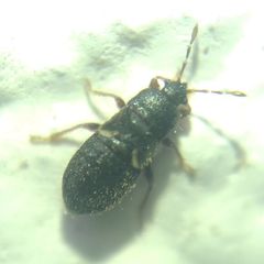 Dimorphopterus doriae