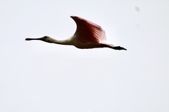 Platalea ajaja