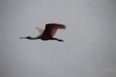 Platalea ajaja