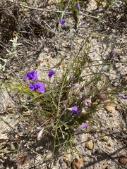 Amphithalea biovulata