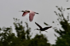 Platalea ajaja