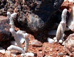 Anacampseros papyracea