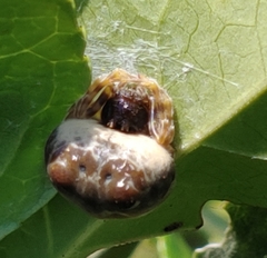 Mastophora hutchinsoni