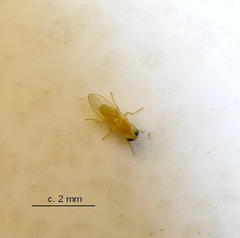 Chyromyidae