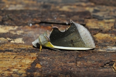 Gonodonta