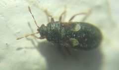 Dimorphopterus doriae