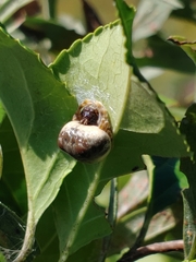 Mastophora hutchinsoni