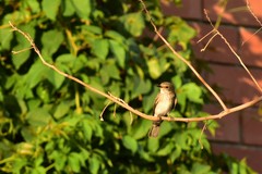 Muscicapa striata