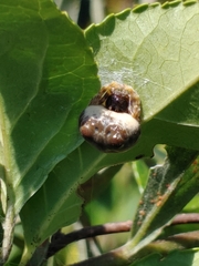 Mastophora hutchinsoni