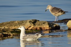 Larus cachinnans