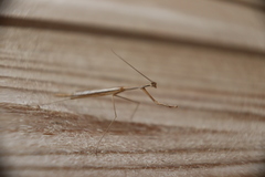 Bistanta mexicana