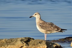 Larus cachinnans