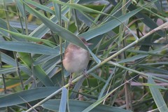 Acrocephalus