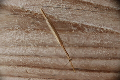 Bistanta mexicana