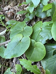 Hexastylis contracta