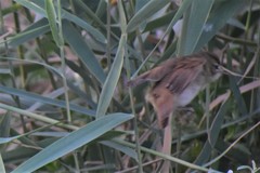 Acrocephalus