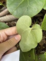 Hexastylis contracta