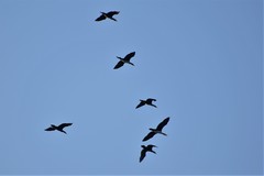 Phalacrocorax carbo