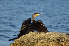 Phalacrocorax carbo