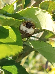 Mastophora hutchinsoni