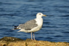 Larus cachinnans