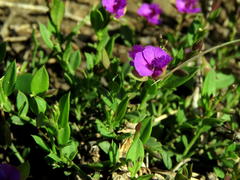 Polygala amatymbica