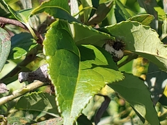 Mastophora hutchinsoni
