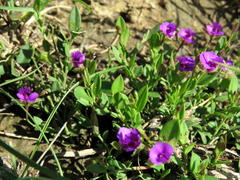 Polygala amatymbica