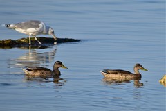 Anas platyrhynchos