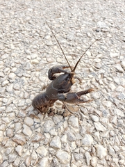 Procambarus liberorum