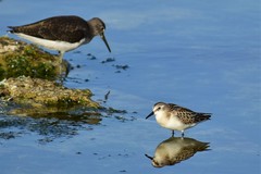 Calidris minuta