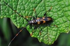 Martinsellus signatus