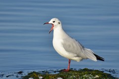 Chroicocephalus ridibundus