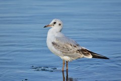 Chroicocephalus ridibundus
