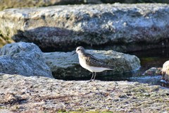 Calidris minuta
